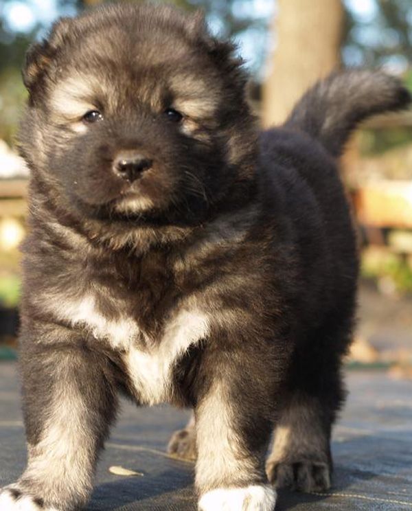 caucasian mountain shepherd