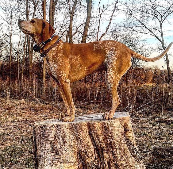 redtick coonhound