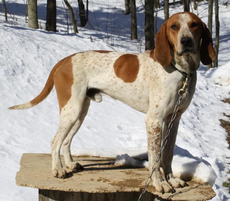 redtick coonhound for sale