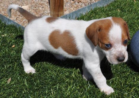 english coonhound puppies