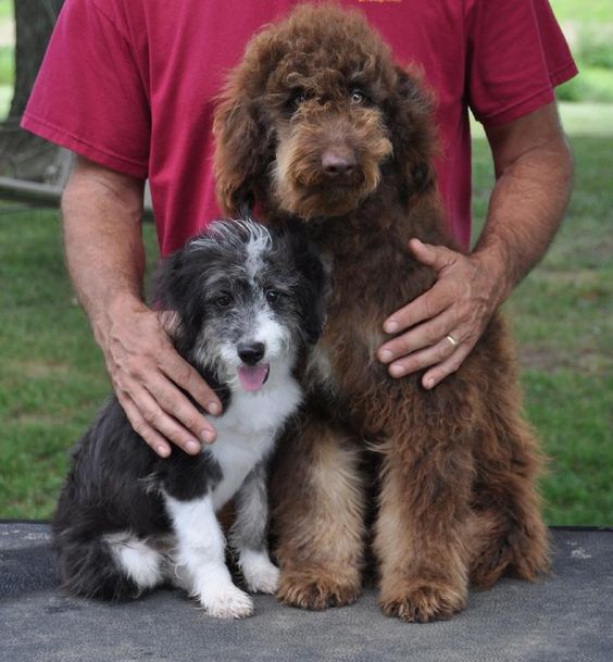 Aussiedoodle Aussiepoo Australian Shepherd Poodle Mix Info Puppies Pictures