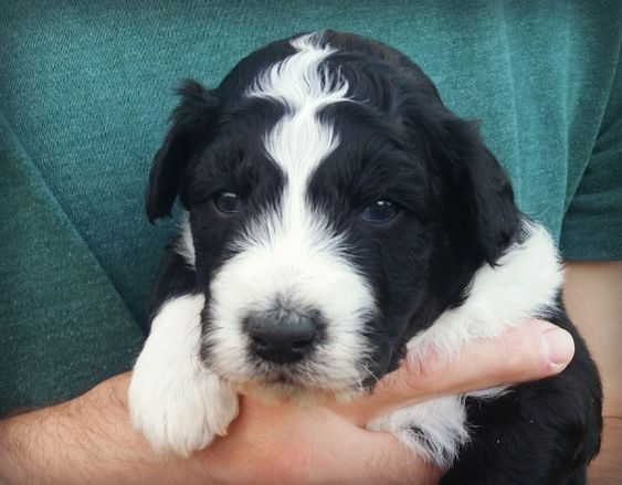 Aussiedoodle Aussiepoo Australian Shepherd Poodle Mix Info Puppies Pictures