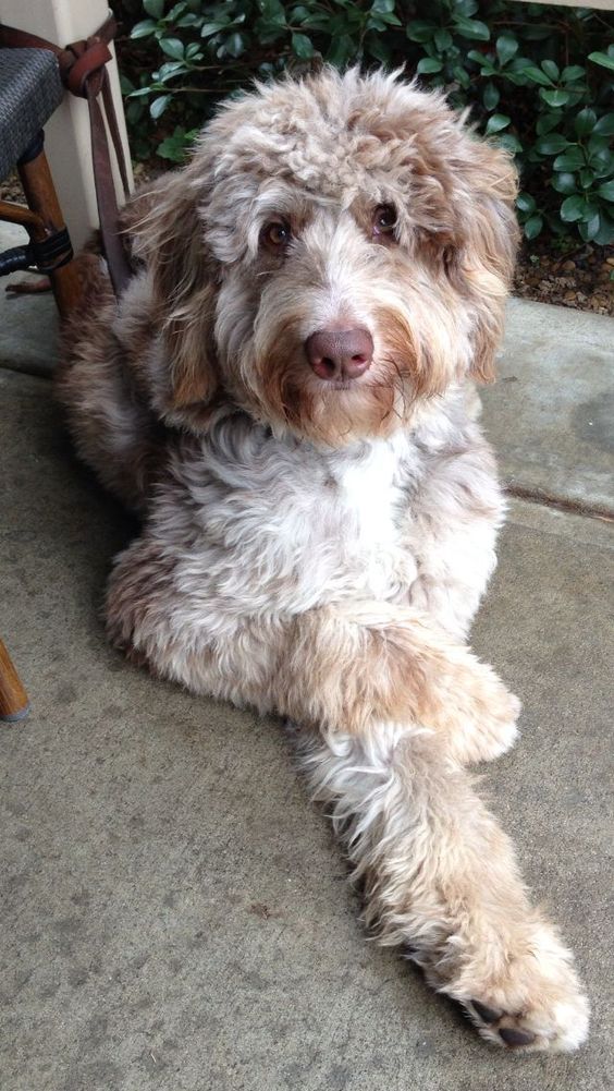 Aussiedoodle Aussiepoo Australian Shepherd Poodle Mix Info Puppies Pictures