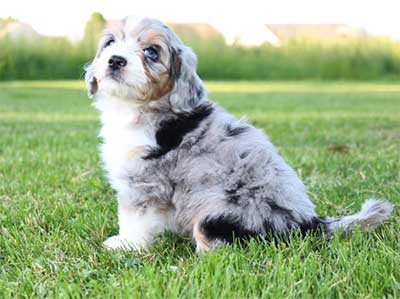 Aussiedoodle Aussiepoo Australian Shepherd Poodle Mix Info Puppies Pictures