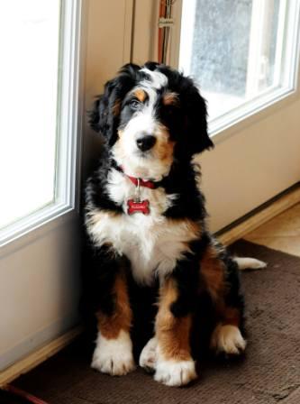 The Best Parrots In The World: Tiny Bernedoodle Full Grown