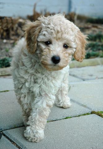 Bichon Frise Poodle