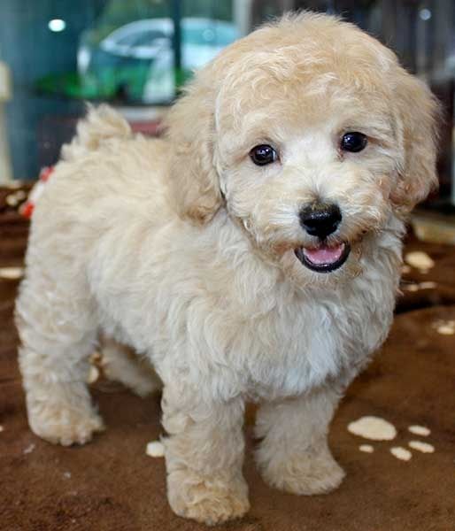 Bichon Poo Puppy Photos