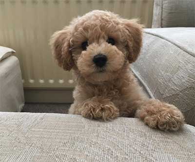 apricot poochon full grown