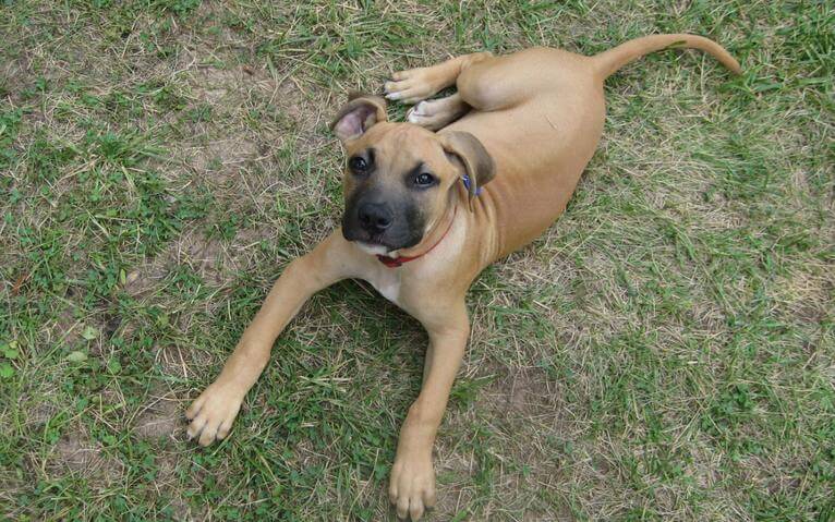 Black Mouth Cur Info Temperament Facts Training - mountain cur lab mix puppies for sale