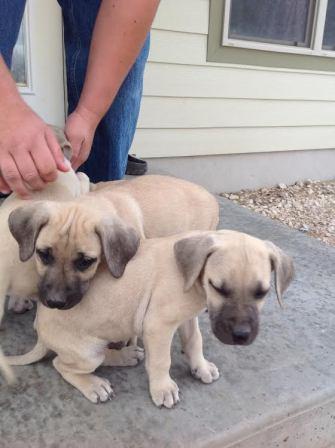 Black Mouth Cur Info Temperament Facts Training Puppies Pictures