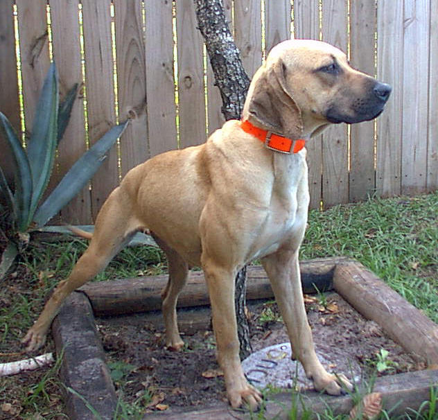 black mouth cur is this the best hunting dog