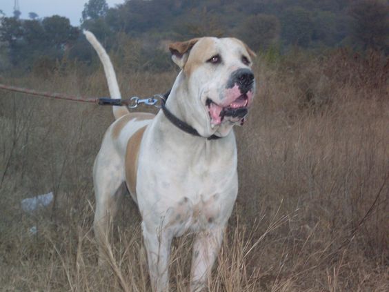 pakistani bully dog