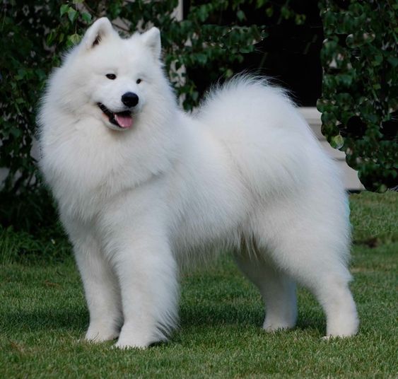 samoyed full grown size