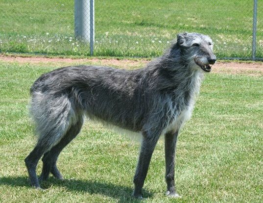 are scottish deerhound the most intelligent dogs