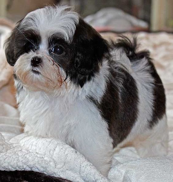 shih tzu poodle mix black and white