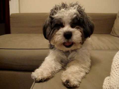 Shih Poo Shih Tzu And Poodle Mix Temperament Training Pictures