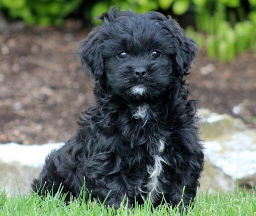 77+ Full Grown Shih Tzu Poodle Mix Black