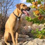 American Black Mouth Cur