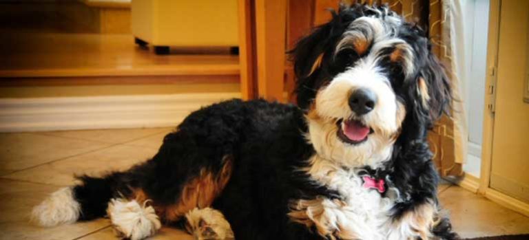 Bernedoodle | Dog Breed Info,Size, Training Puppies & Pictures