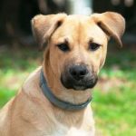 Black Mouth Cur Pictures