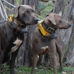 Blue Lacy Dogs