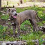 Blue Lacy Hog Dogs