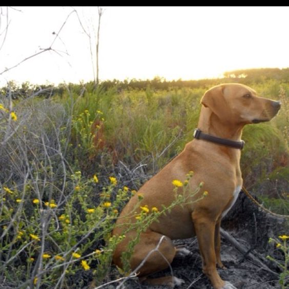 Blue Lacy Dog Breed Info, Temprament, Puppies & Pictures