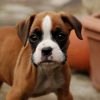 Boxerdoodle (Boxer-Poodle Mix) | Dog Info,Temp, Care, Puppies & Pictures