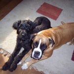 Images of Boxerdoodle Dogs