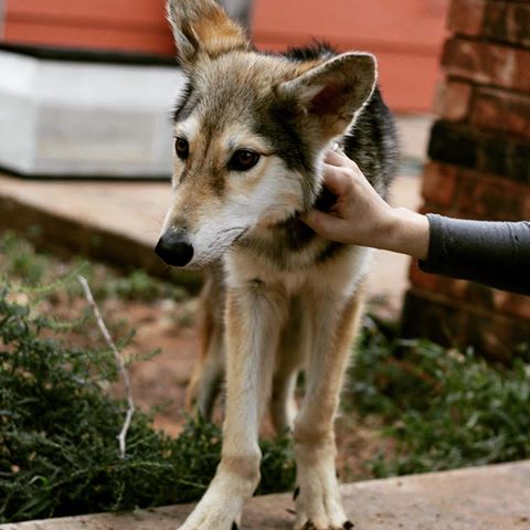 Coydog Coyote Dog Mix Behavaiour Info Sound Pictures