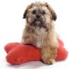 Shih Poo (Shih-Tzu and Poodle Mix) | Temperament, Training & Pictures