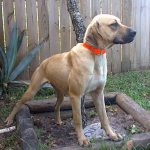 Southern Black Mouth Cur