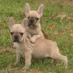 Frenchton Dog Puppies
