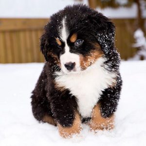 Bernese Mountain Dog - Info, Temperament, Puppies & Pictures