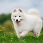 Samoyed Dog Pictures