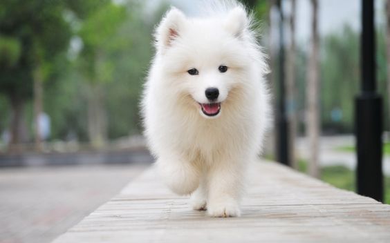 Samoyed-Puppy-1.jpg