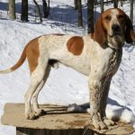 American English Coonhound Dog Images