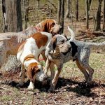 American English Coonhound Dogs