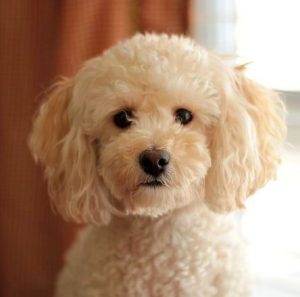 Bichon Poo Also Known As Poochon Bichpoo Bichon Poodle Info   Bchon Poo Haircuts 300x297 