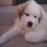 Golden Pyrenees Dog Breed
