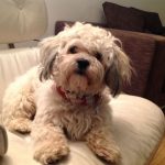 Images of Shichon Dogs