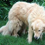 Pictures of Golden Pyrenees