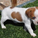 Redtick Coonhound Puppies