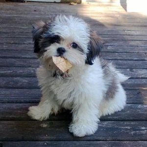 zuchon similar breeds