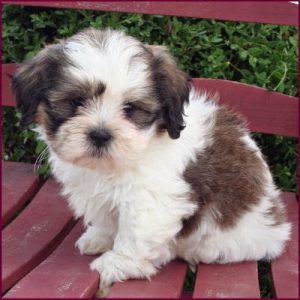 shichon temperament