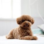 Teddy Bear Schnoodle Puppy