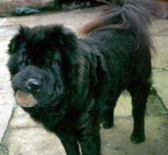Chow Pei (Shar Pei Chow Chow Mix) Info, Persoanlity