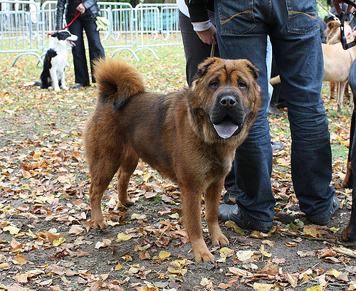 Chow Pei Shar Pei Chow Chow Mix Info Persoanlity Temprament 
