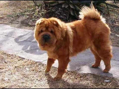 Chow Pei Shar Pei Chow Chow Mix Info Persoanlity Temprament 