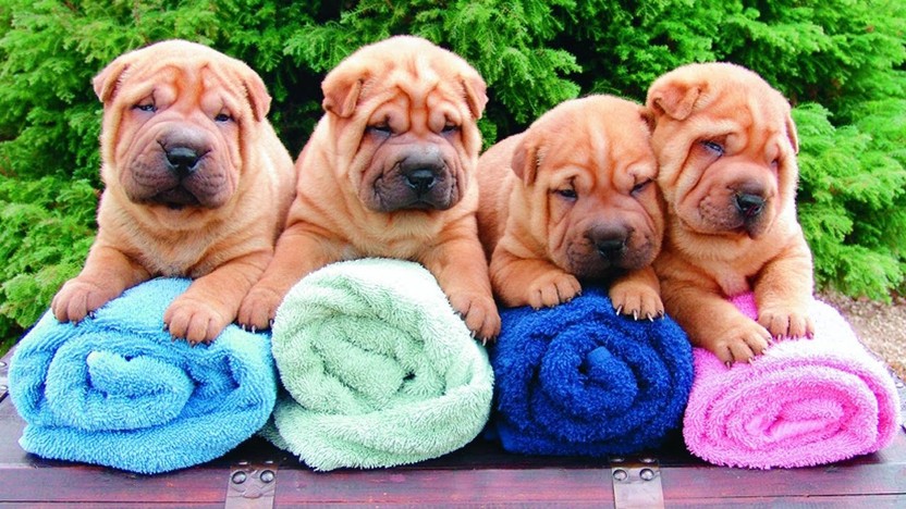 Chow Pei Shar Pei Chow Chow Mix Info Persoanlity Temprament 